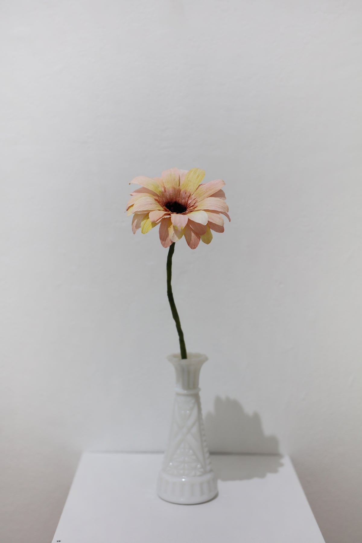 Leesa Cowan | Gerbera Daisy Flower