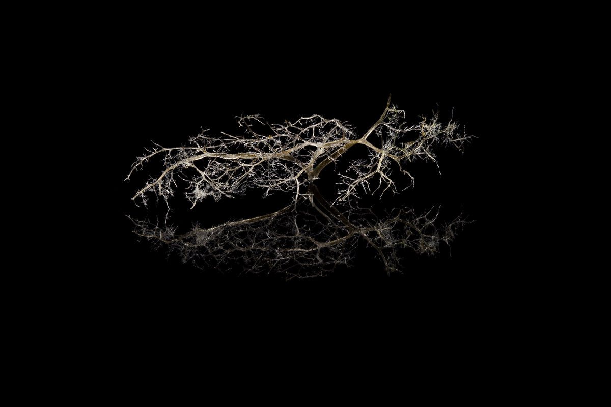 Tineke Van der Eecken | Bird Wing