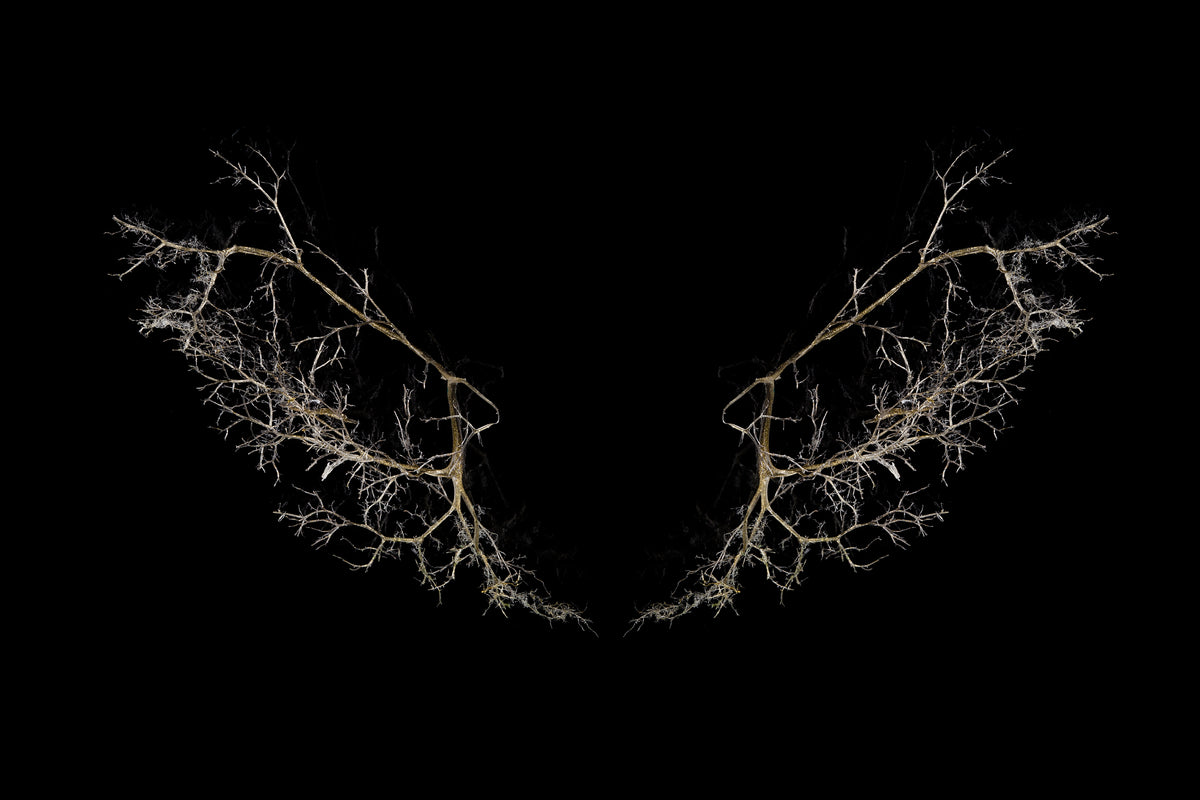 Tineke Van der Eecken | Bird Flight