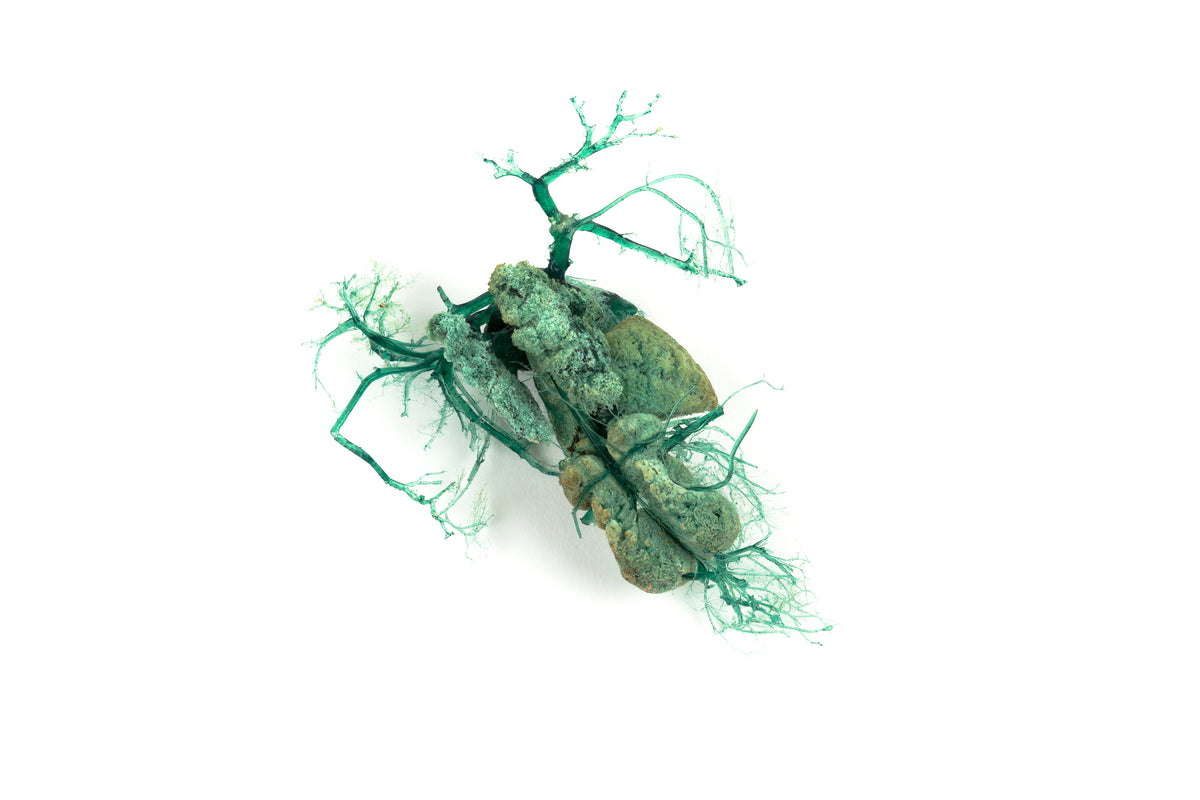 Tineke Van der Eecken | Stripped Of Life, Collaboration with Natalie Warburton, Murdoch University