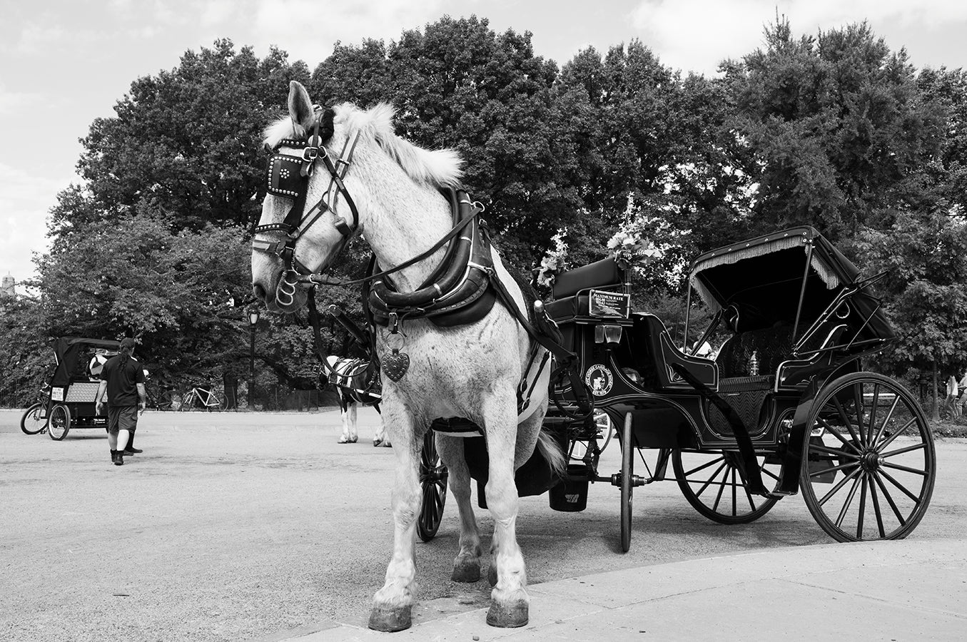 Anna Kiparis |  I Feel Bad for the Horses in Manhattan (Mother of Exiles Series)