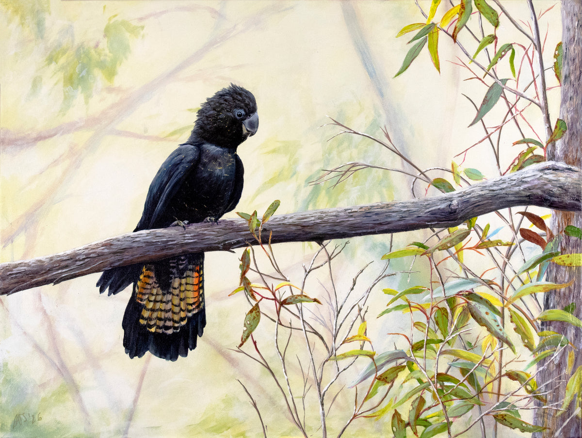 Amaria Stark | Glossy Black Cockatoo