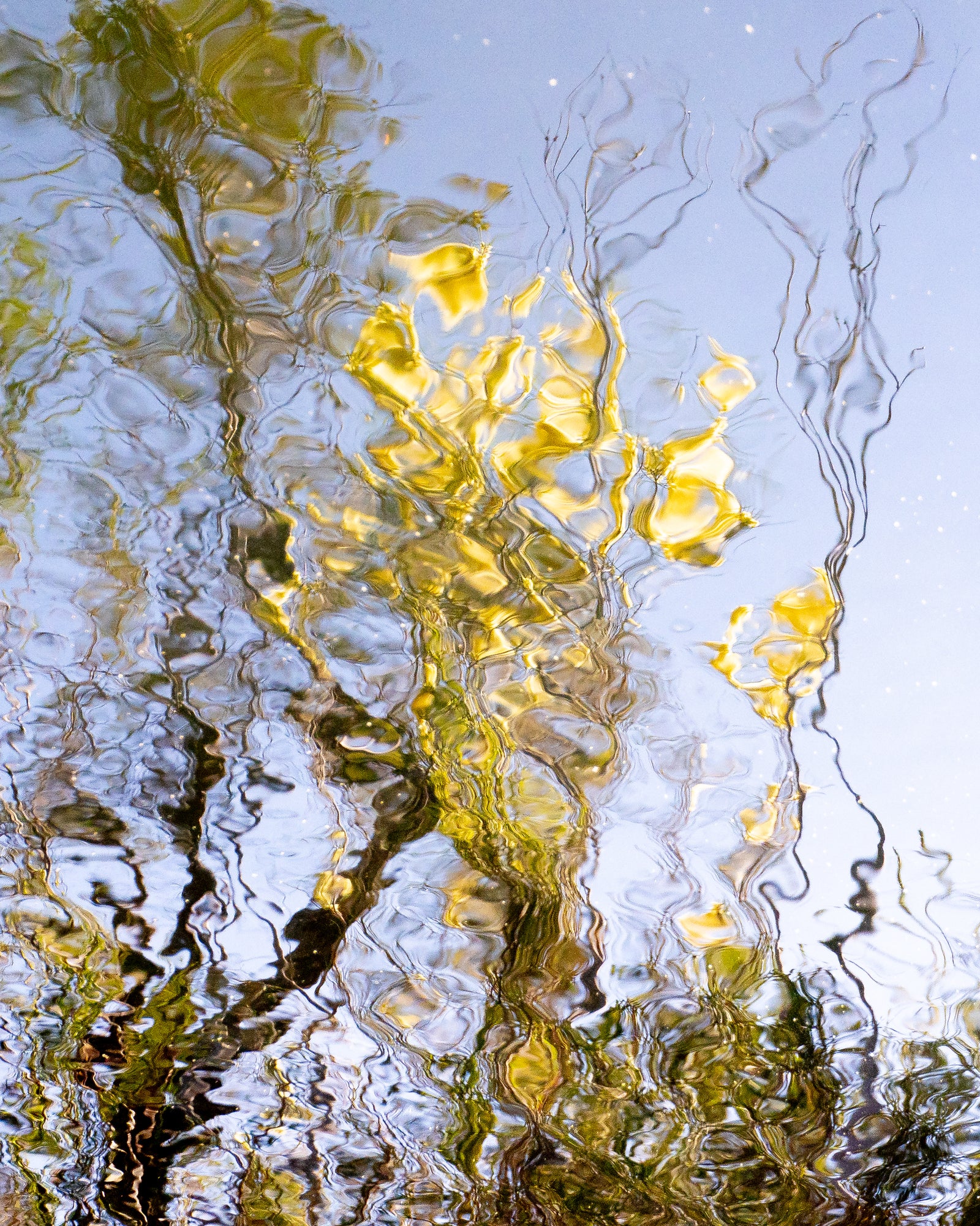 Ryan North | An Ode to Wattle