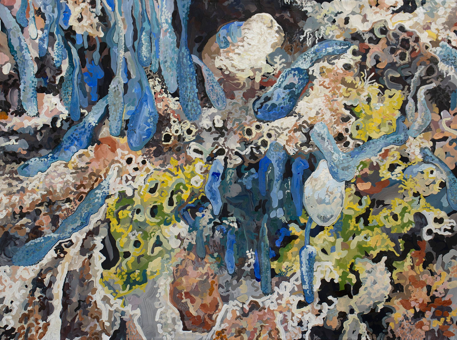 Anna Spencer | Ascidians / Sea Squirts at Low Tide
