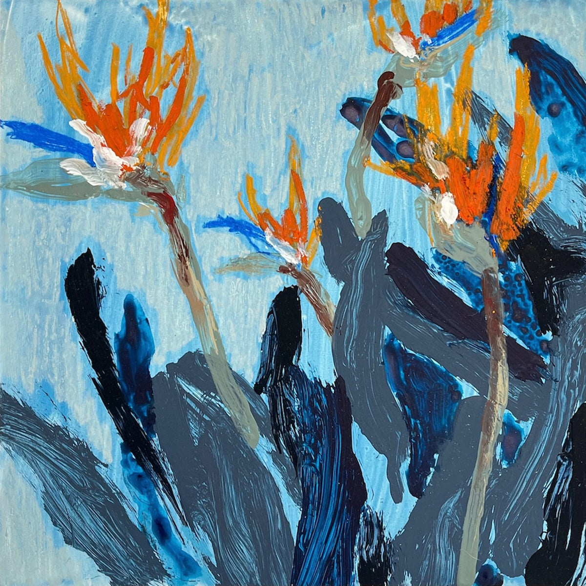 Sam Boyle | Birds of paradise