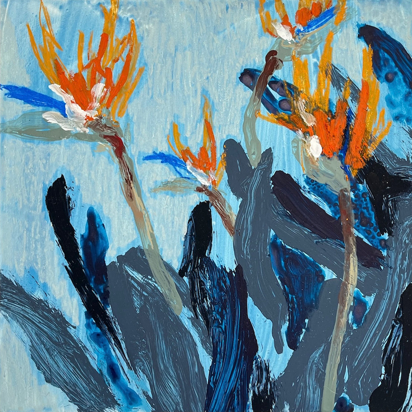 Sam Boyle | Birds of paradise