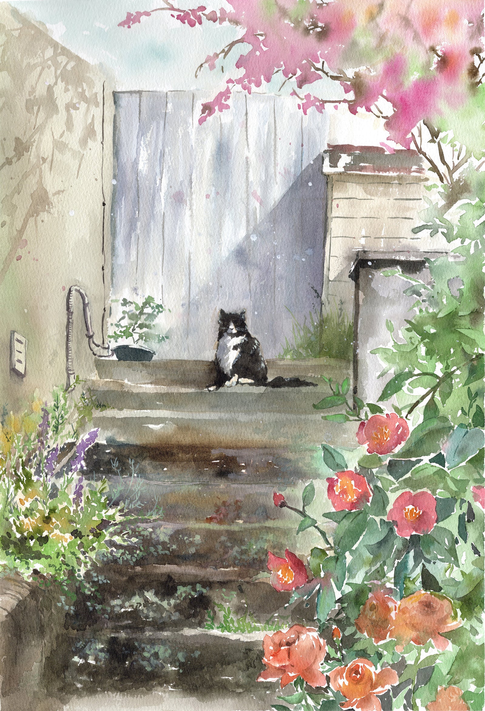 Nancy Liu | Street cat in Balmain