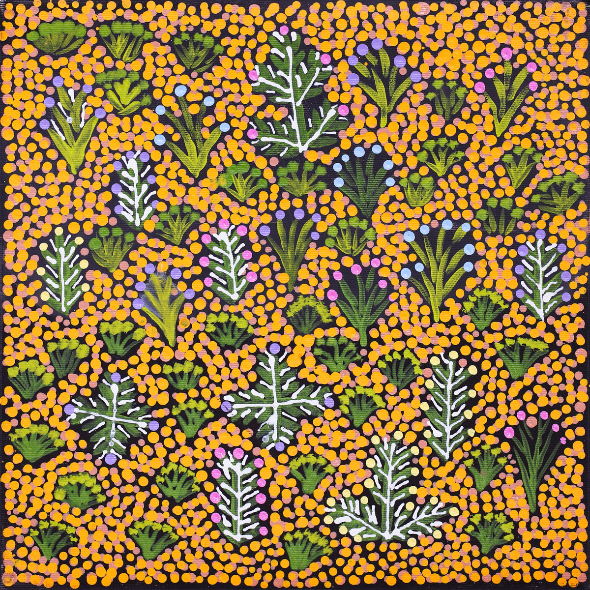 Rosemary Ngwarraye Turner | Bush Medicine Plants 427-24
