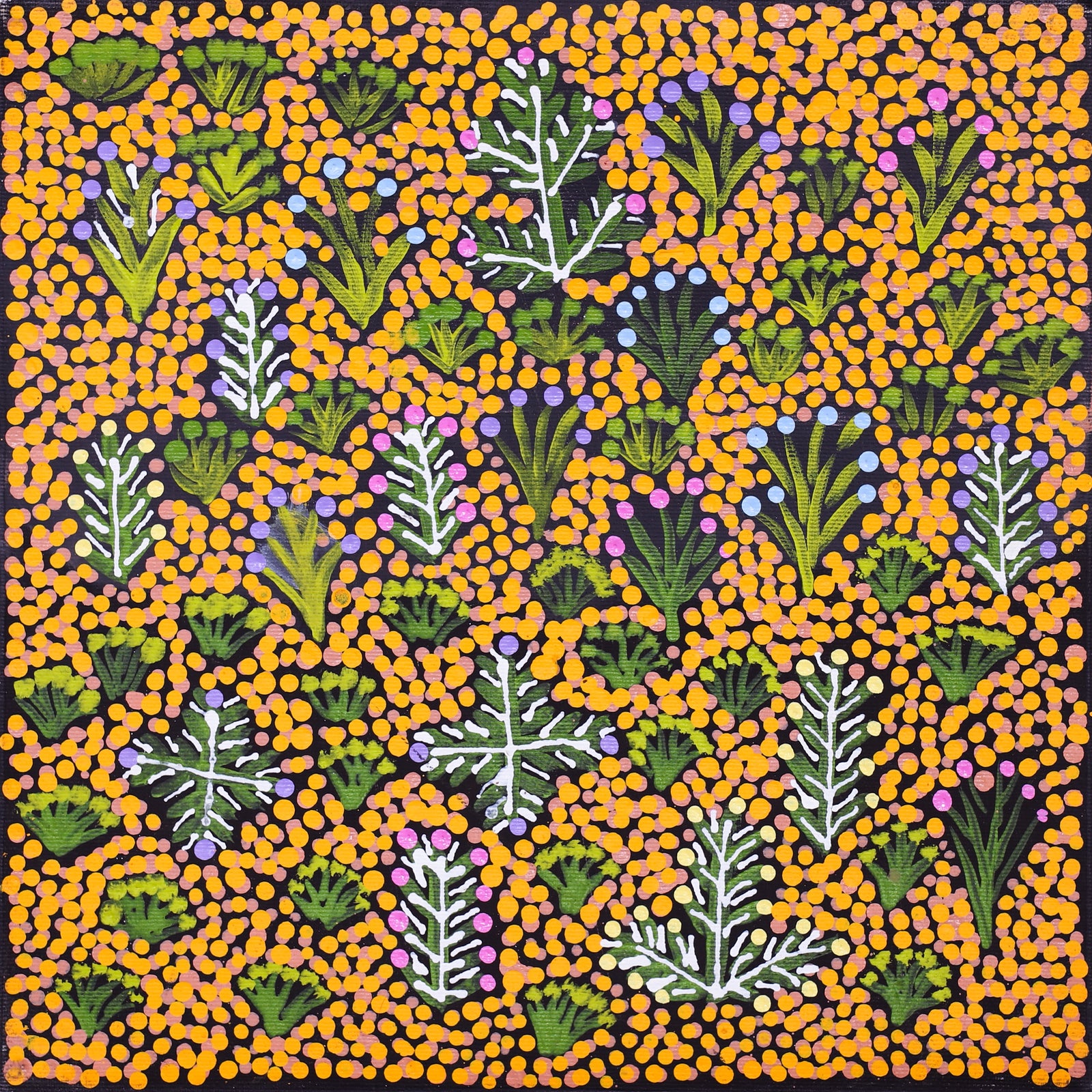 Rosemary Ngwarraye Turner | Bush Medicine Plants 427-24