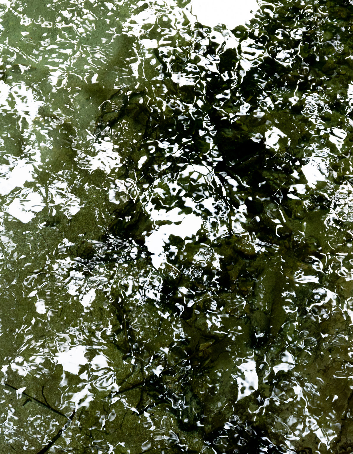 Ryan North | Canopy