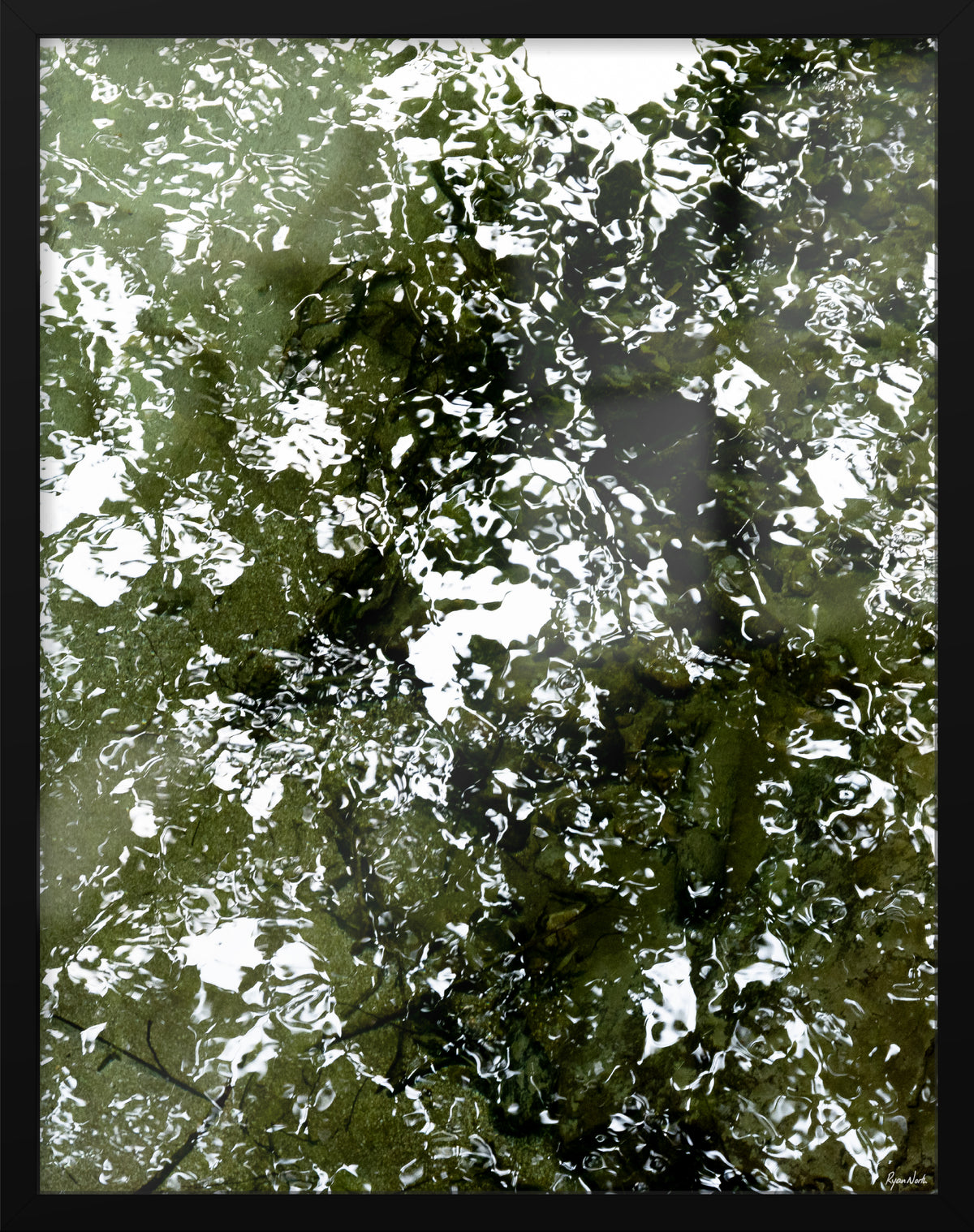 Ryan North | Canopy
