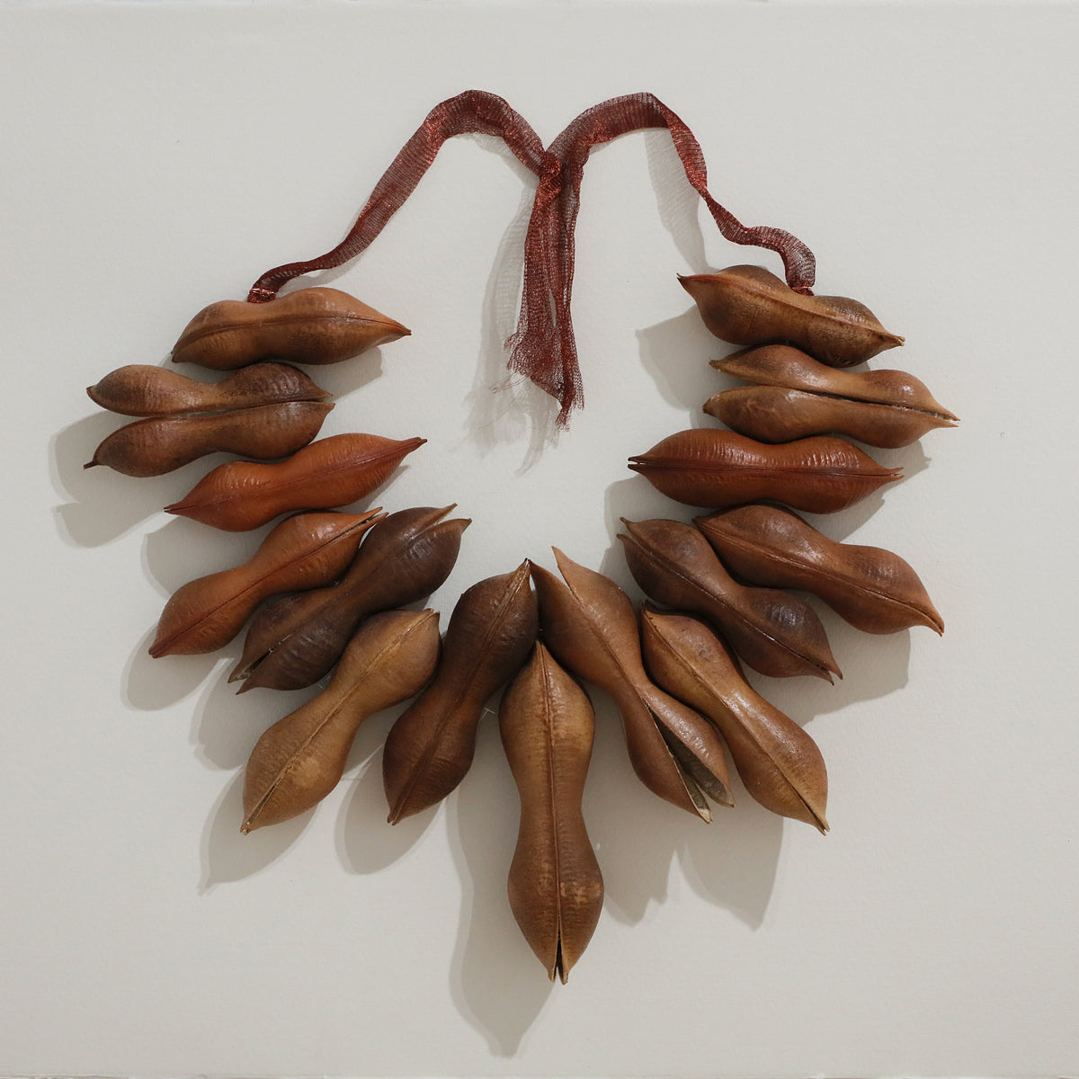 Sultana Shamshi | Castanospermum Australe