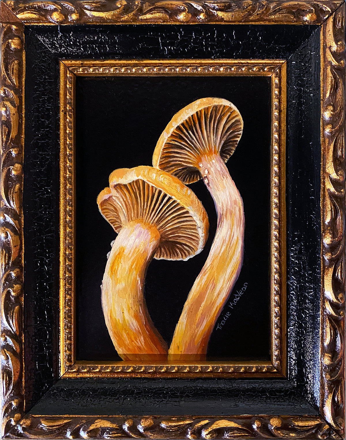 Tracie MacVean | Chroogomphus Helveticus