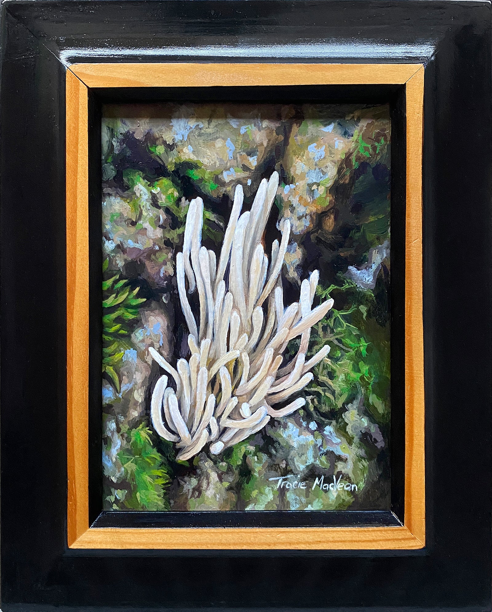 Tracie MacVean | Clavaria Fragilis