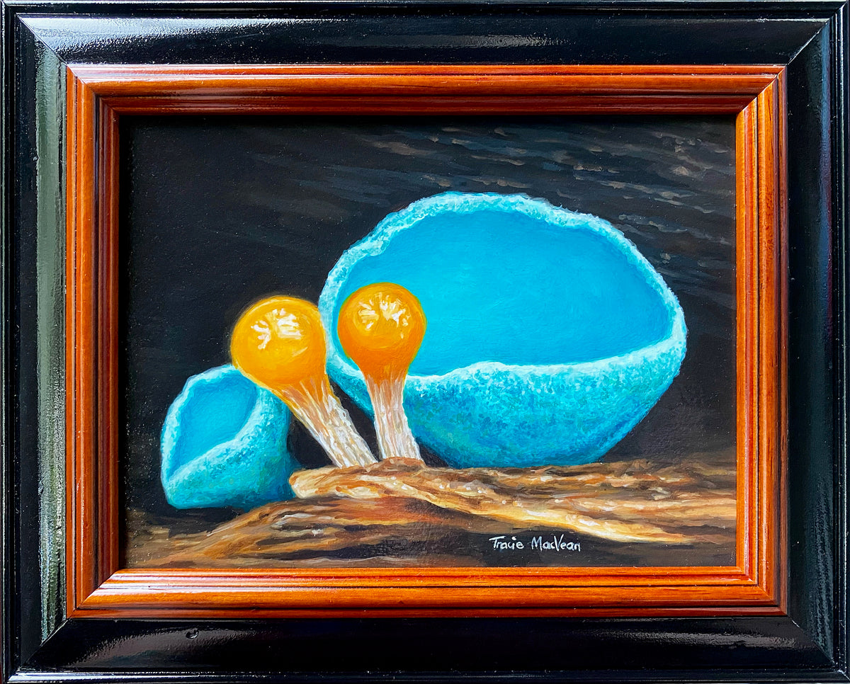 Tracie MacVean | Cup and Slime Mold