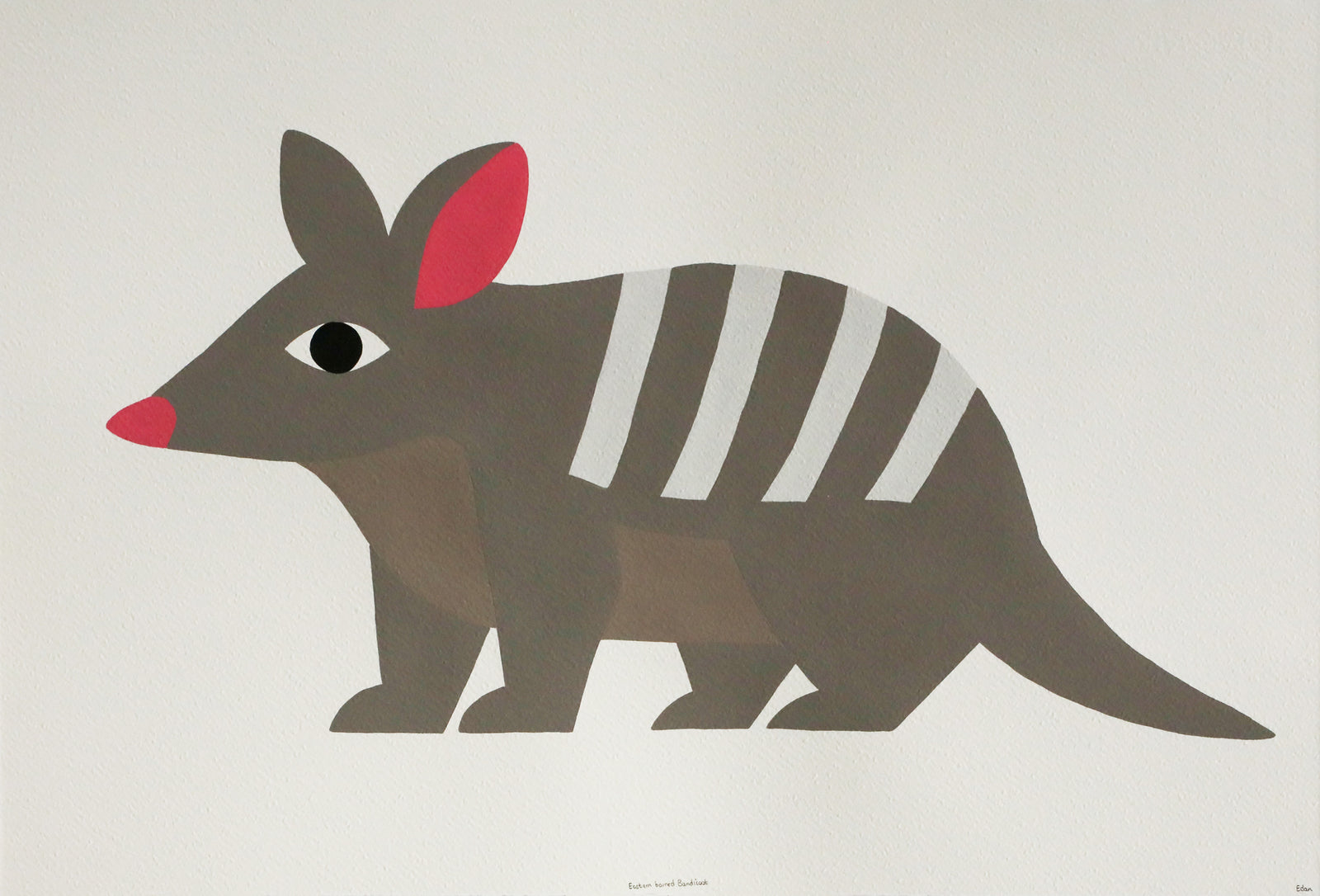 Edan Azzopardi | Eastern barred bandicoot
