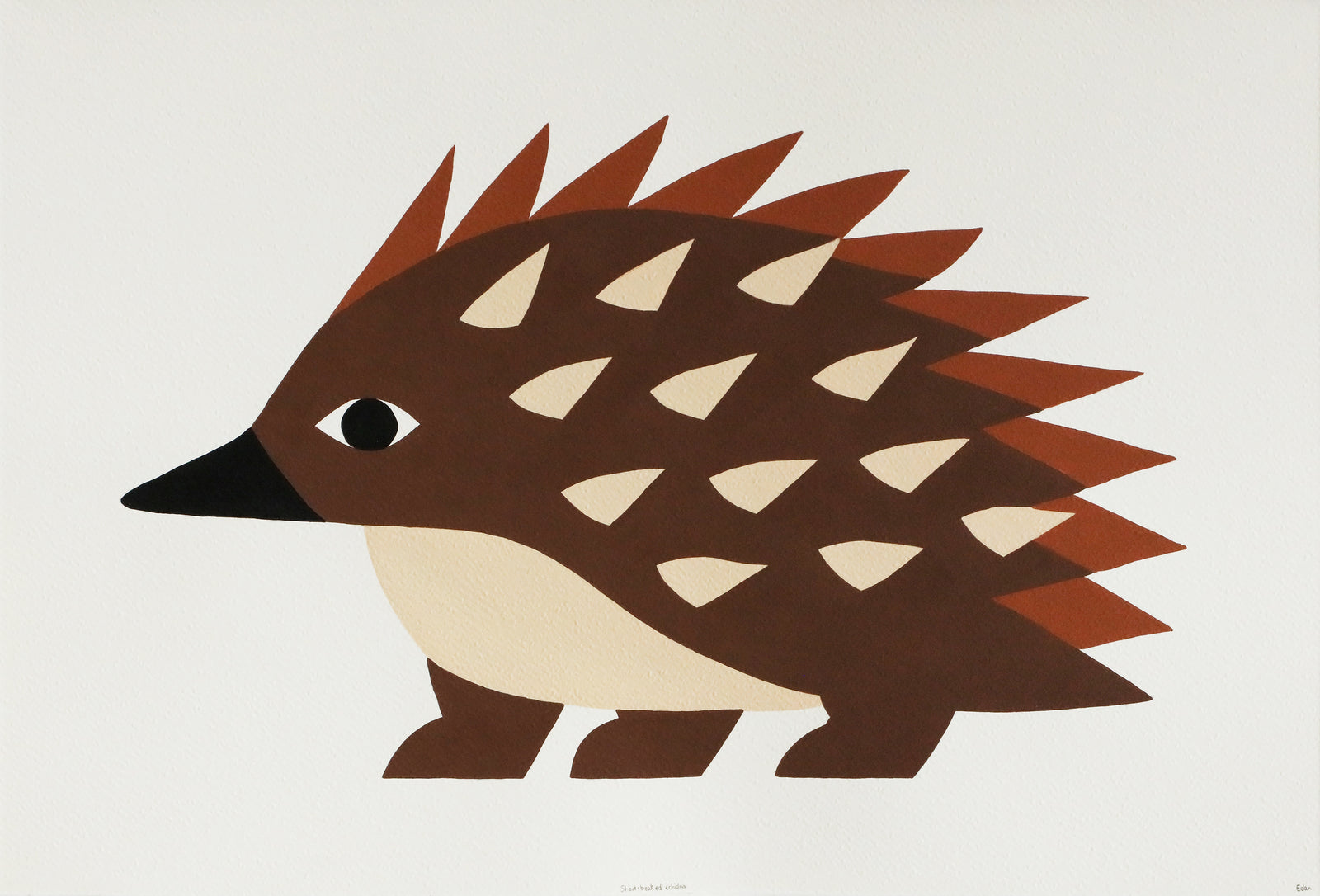 Edan Azzopardi | Short-beaked Echidna