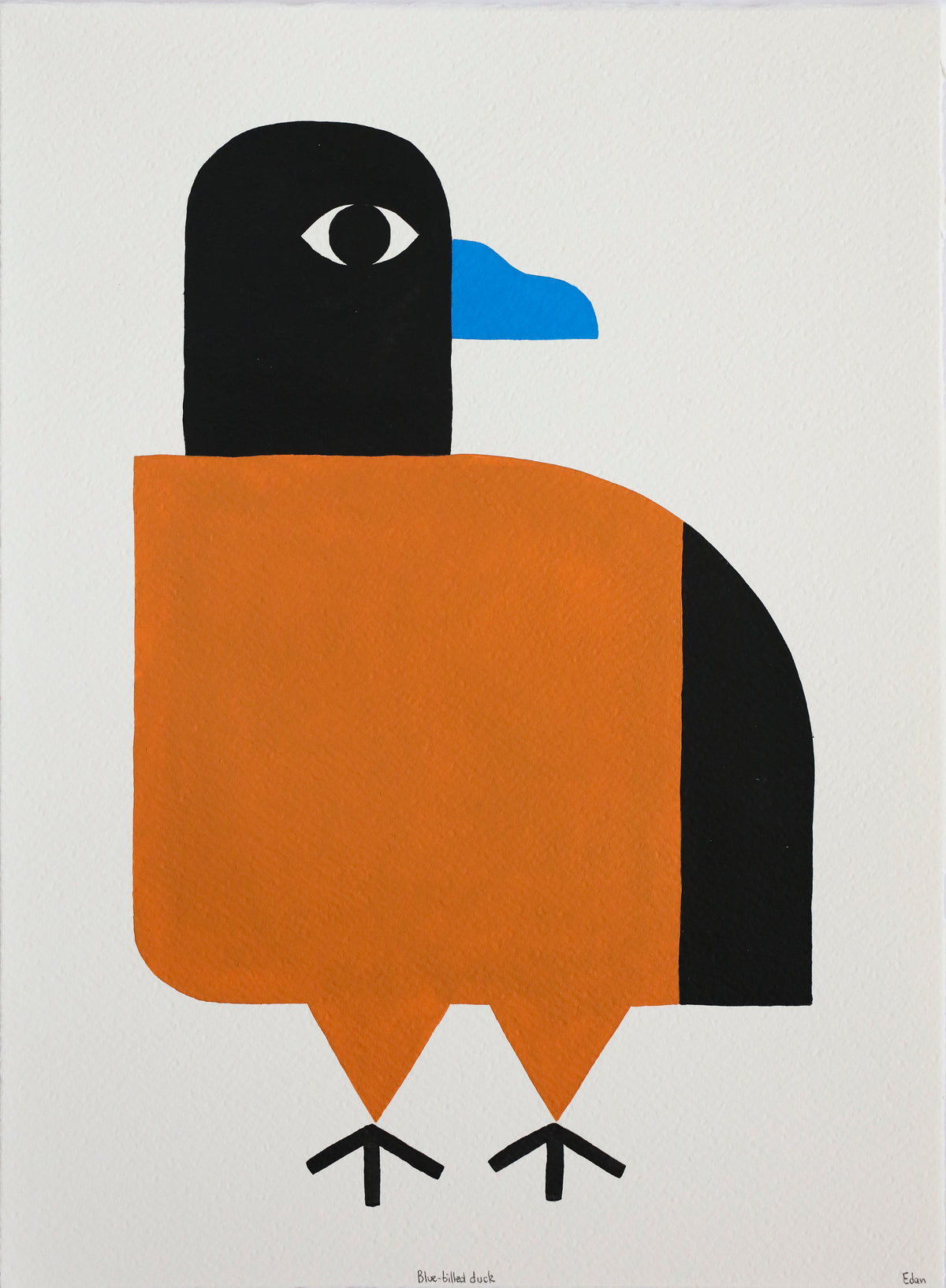 Edan Azzopardi | Blue Billed Duck