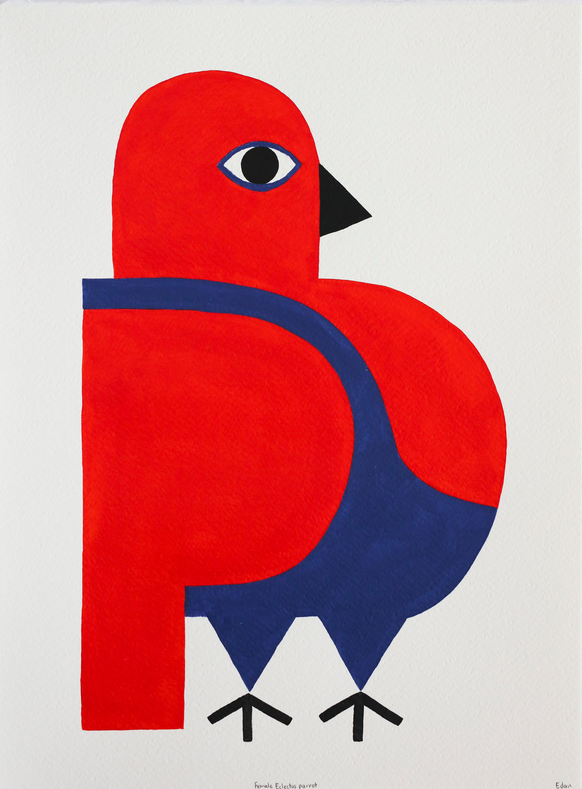 Edan Azzopardi | Female Eclectus Parrot