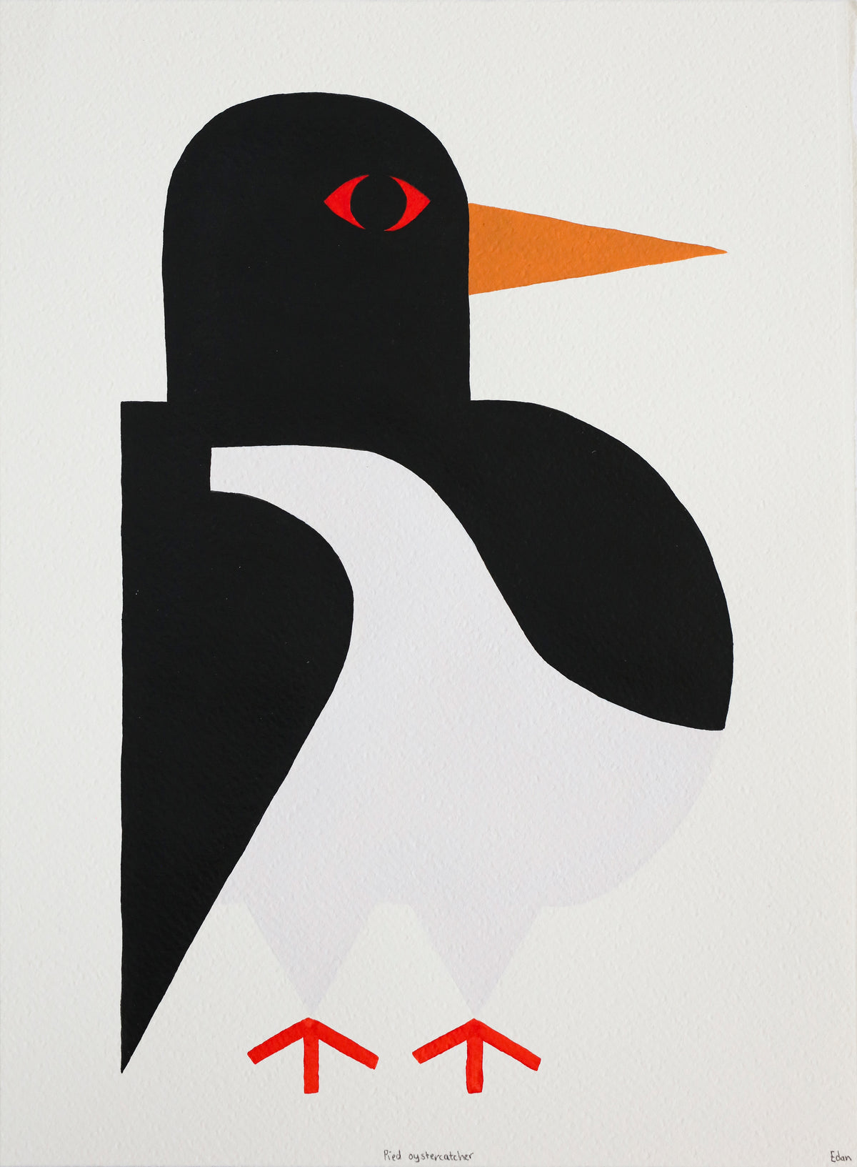 Edan Azzopardi | Pied Oystercatcher