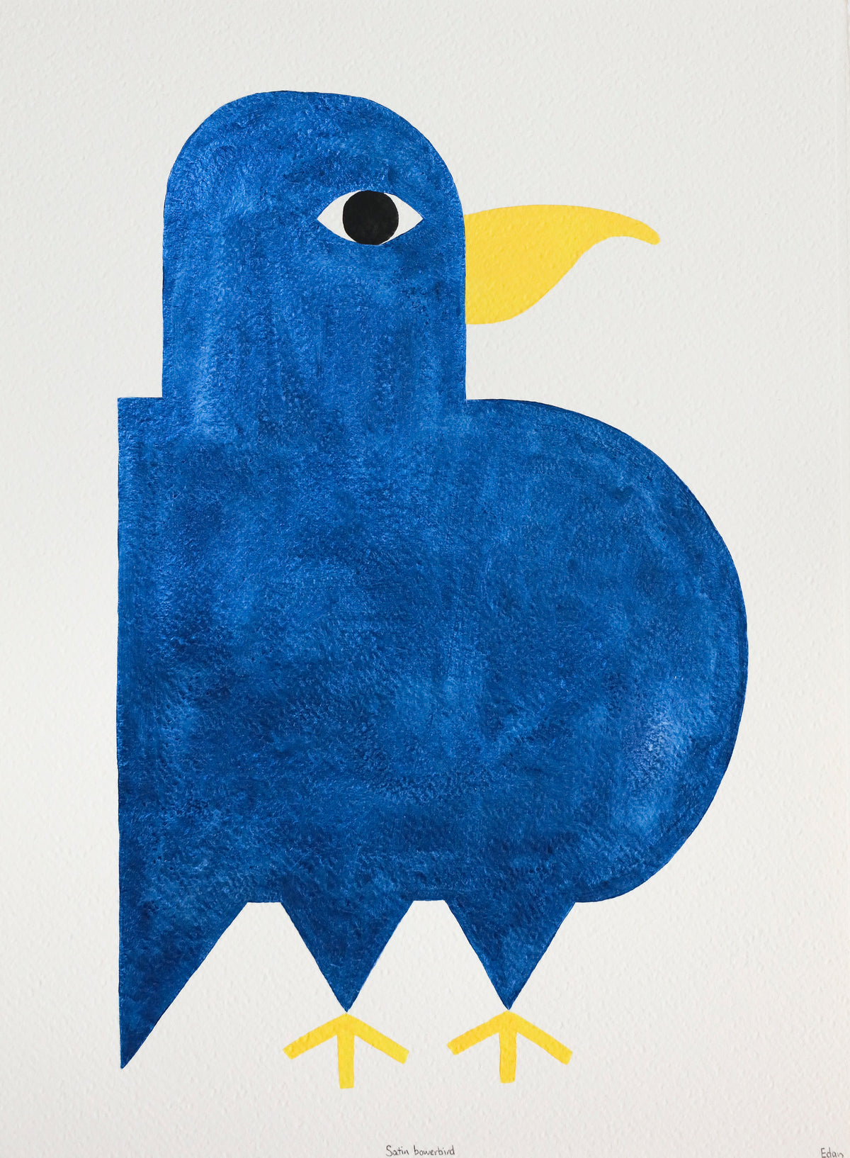Edan Azzopardi | Satin Bowerbird