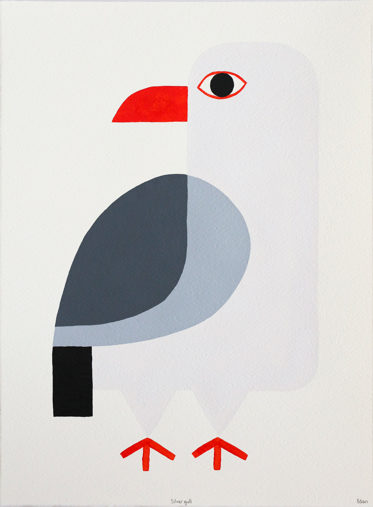 Edan Azzopardi | Silver Gull