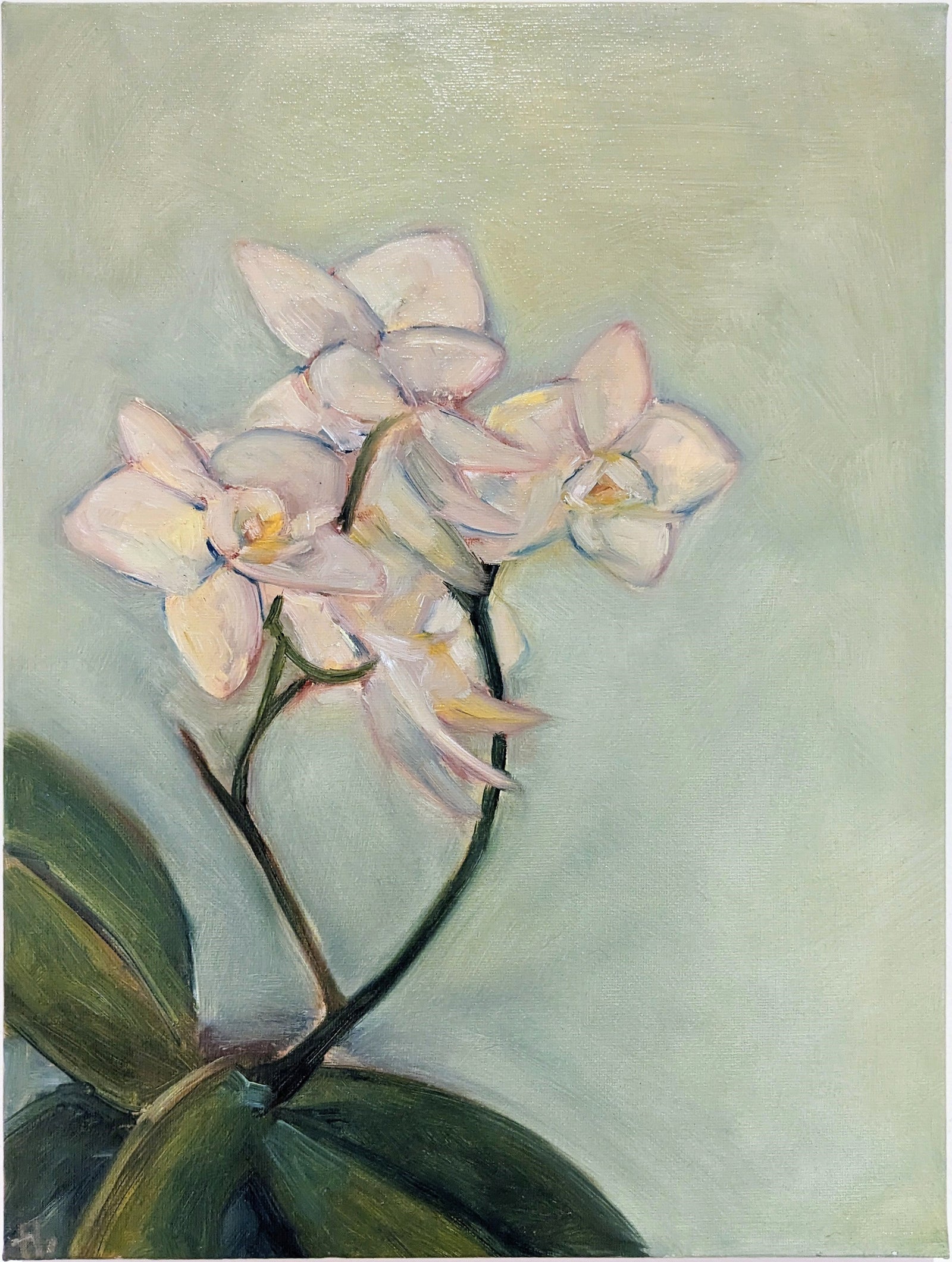 Florence Wang | orchid no.1