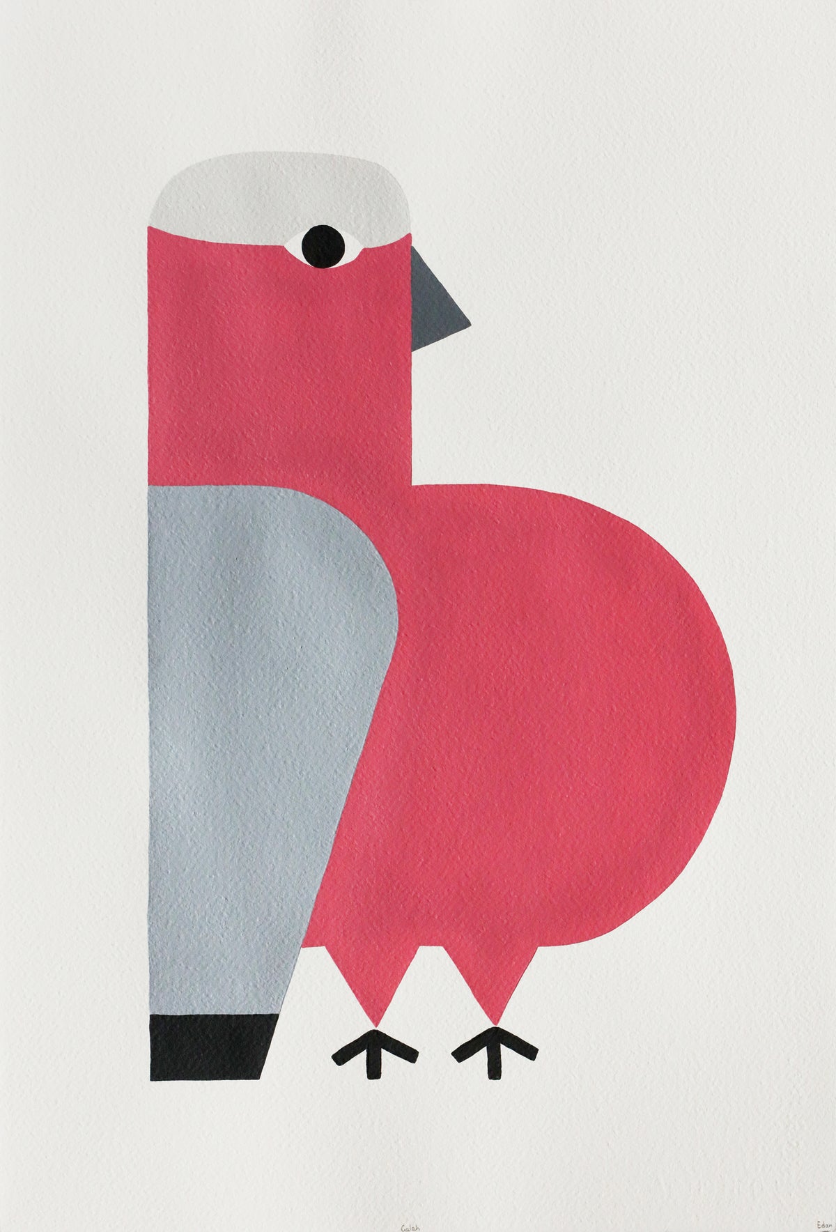 Edan Azzopardi | Galah