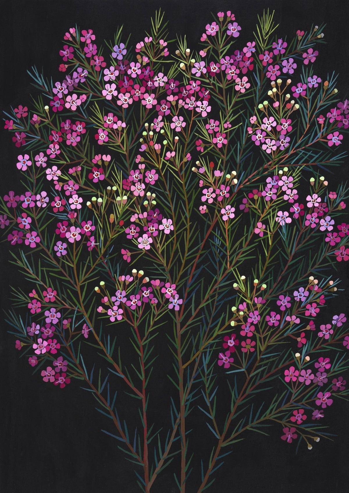 Irina Nazarova | Geraldton wax