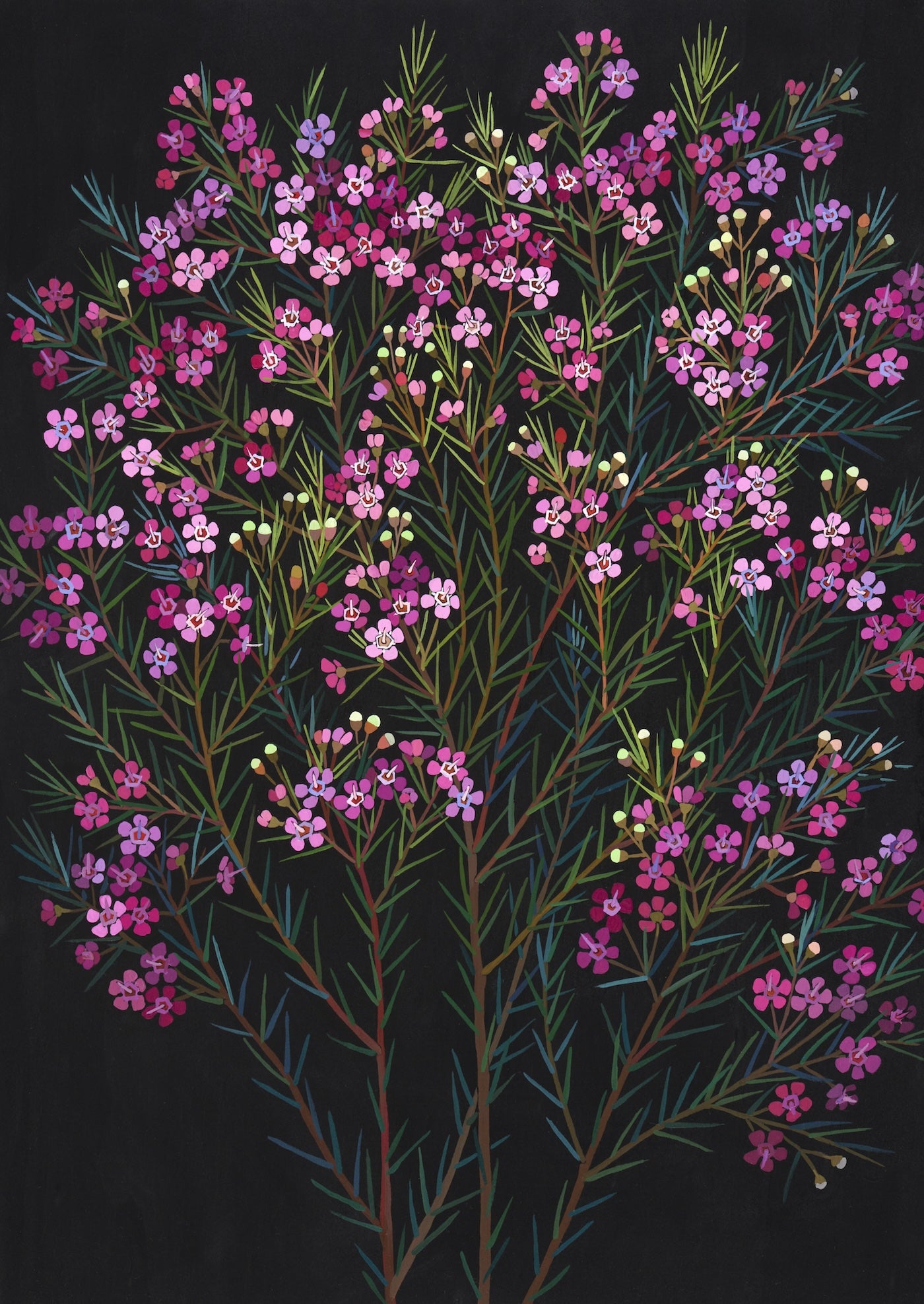 Irina Nazarova | Geraldton wax