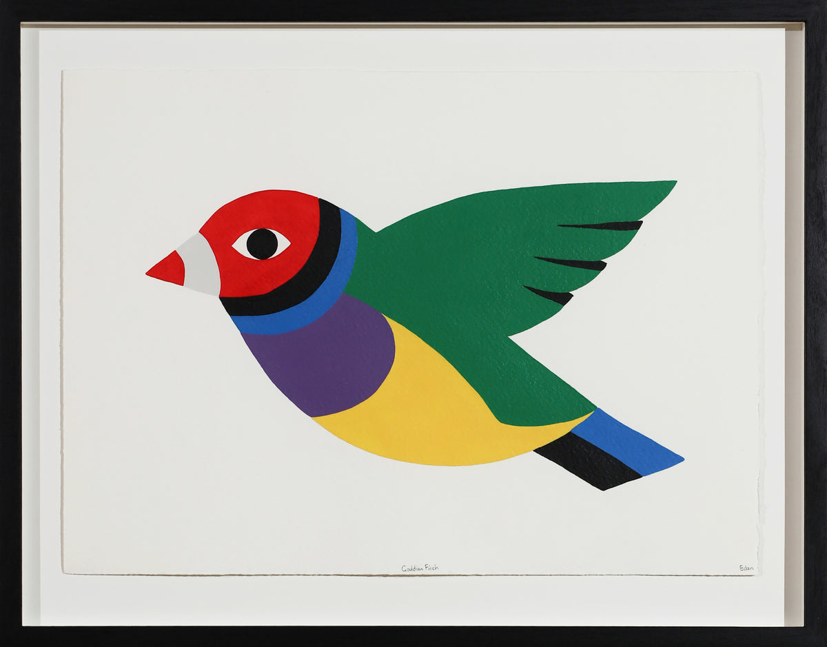 Edan Azzopardi | Gouldian finch - Flying