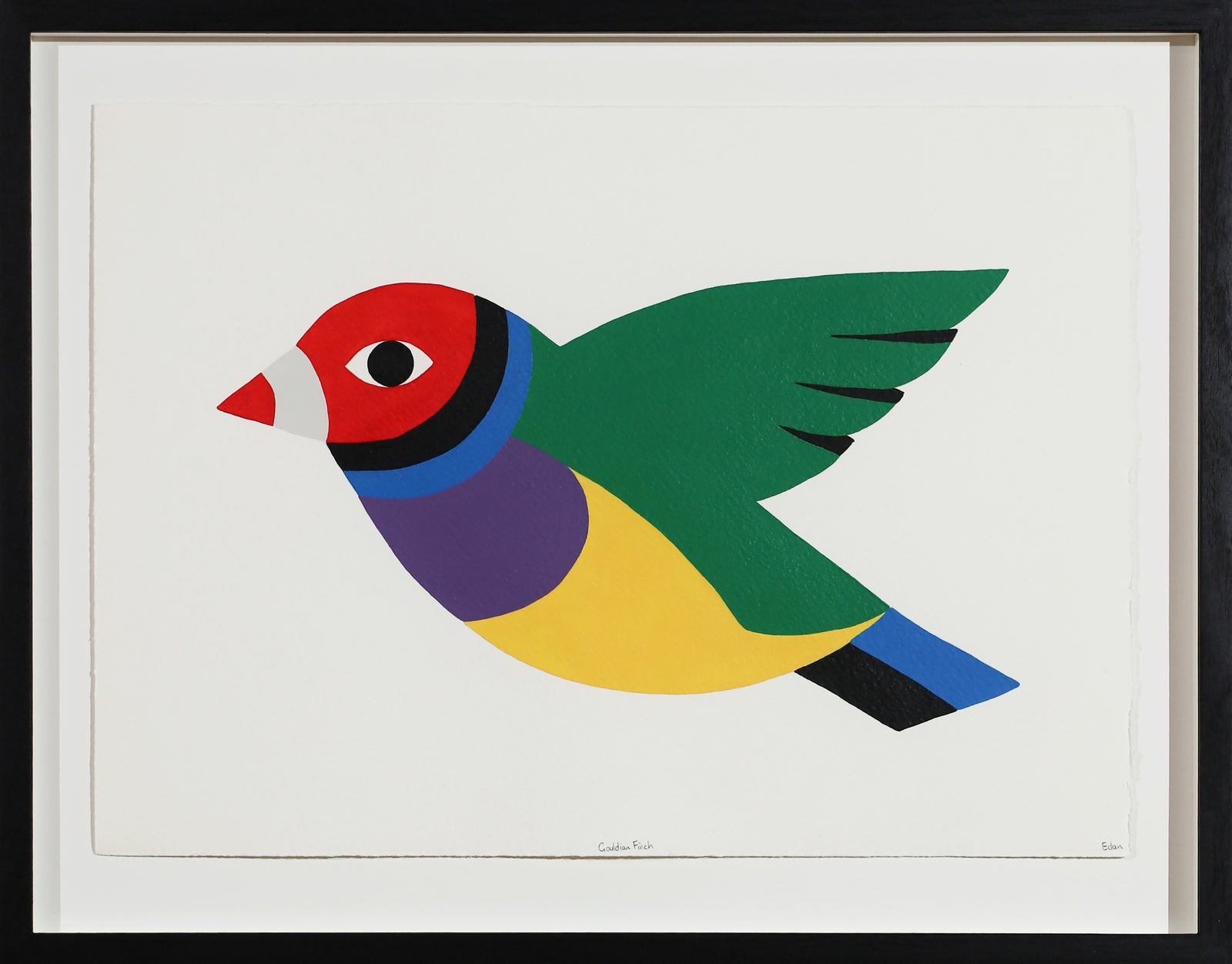 Edan Azzopardi | Gouldian finch - Flying