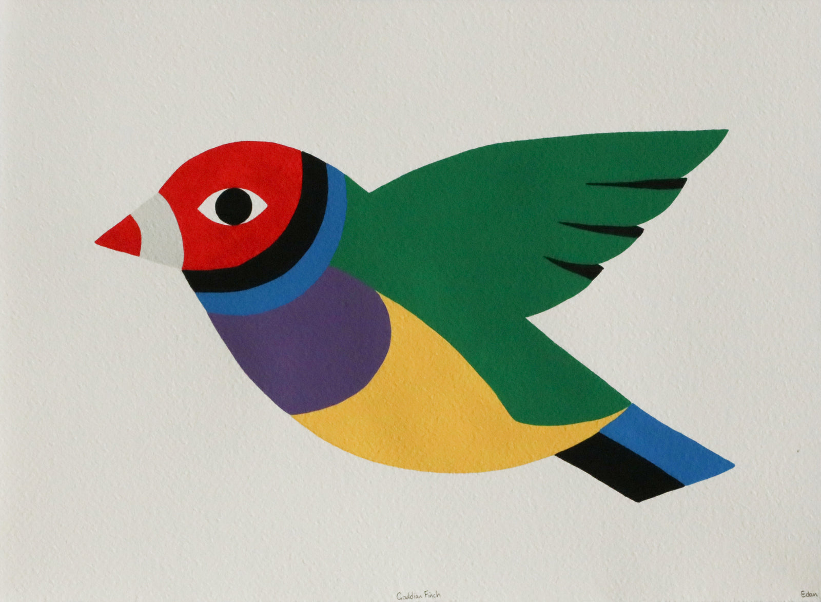 Edan Azzopardi | Gouldian finch - Flying