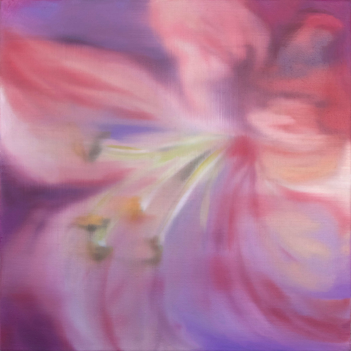 Cindy Cal | HIBISCUS 木槿
