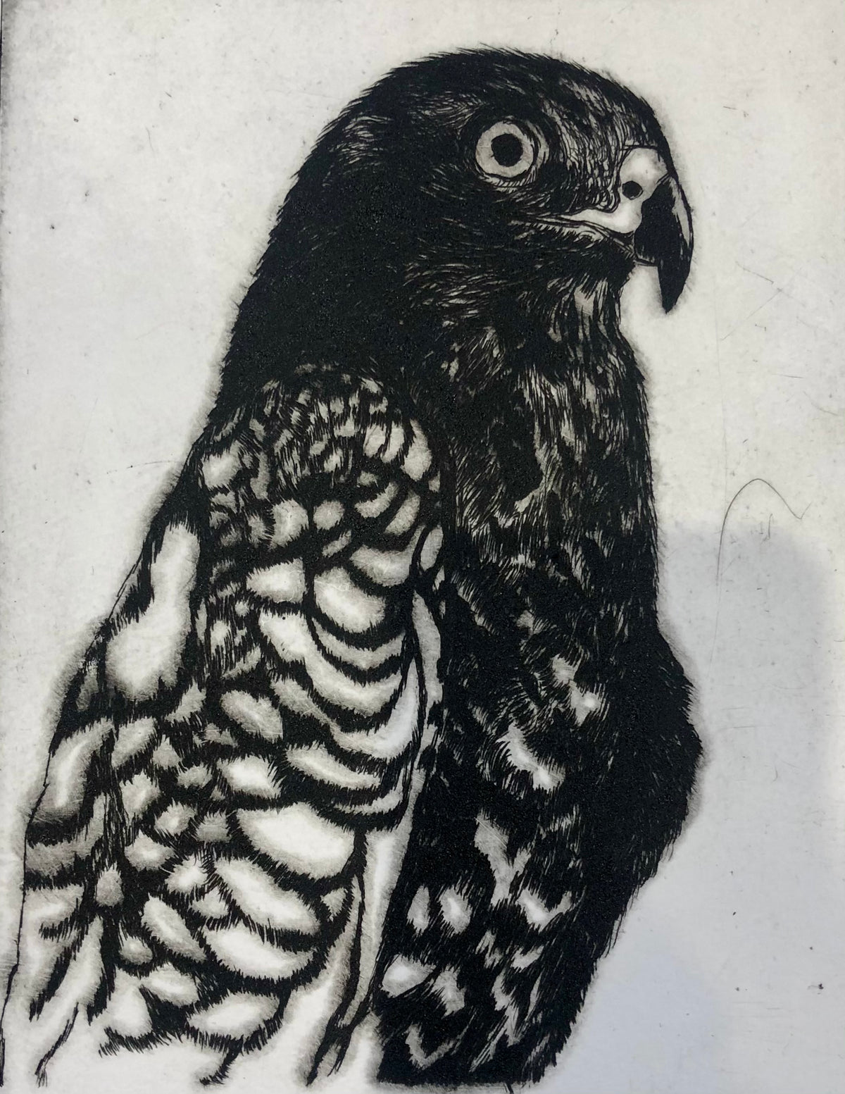 Spyros Stasi | Wedge tail eagle