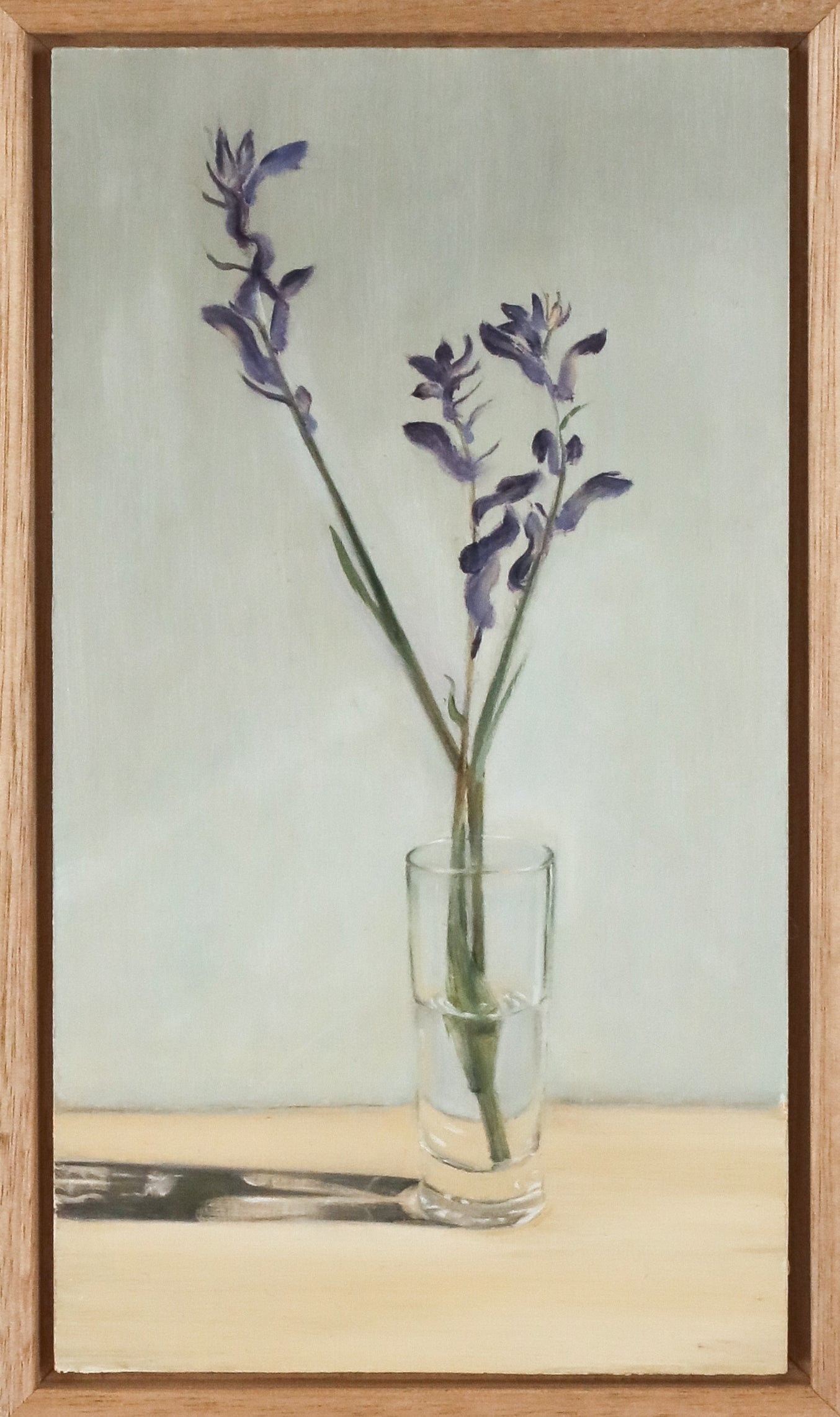 Johanna Joyce | Kangaroo Paw, Afternoon Sun