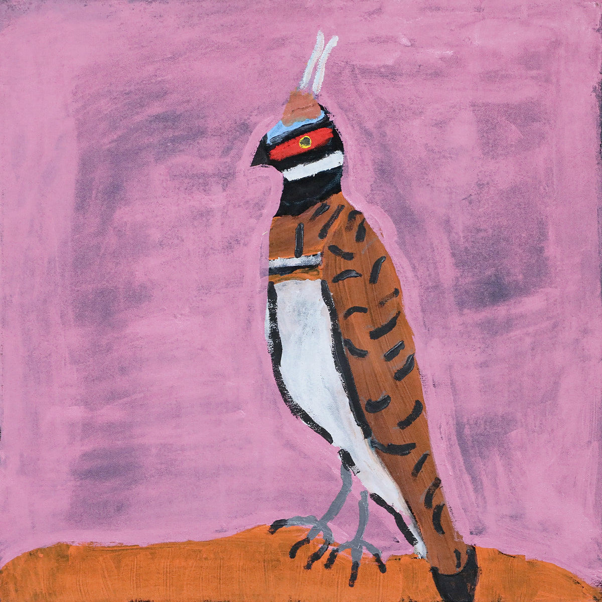Nyangulya Katie Nalgood | Rock Pigeon 23-795