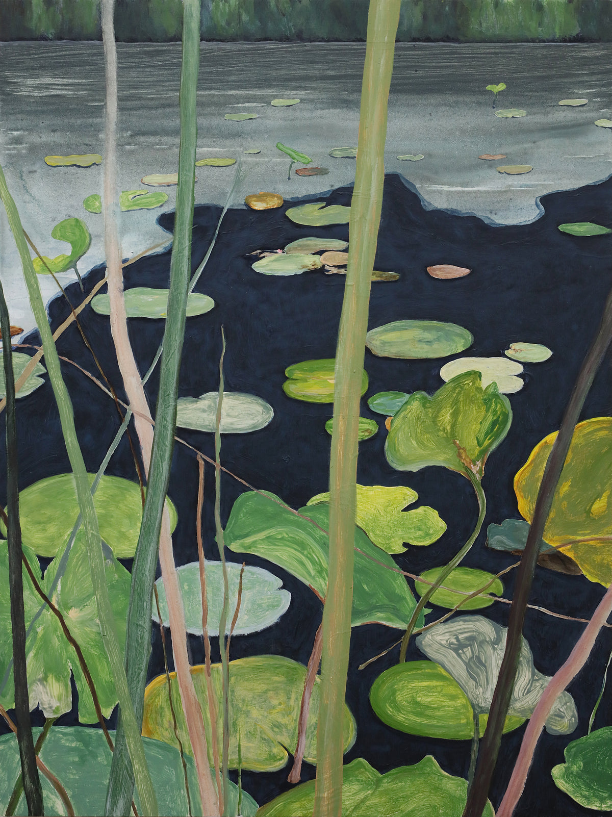 Sam Boyle | Lily pads III