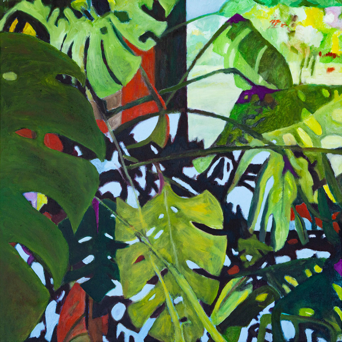 Steve Tomlin | Monstera deliciosa