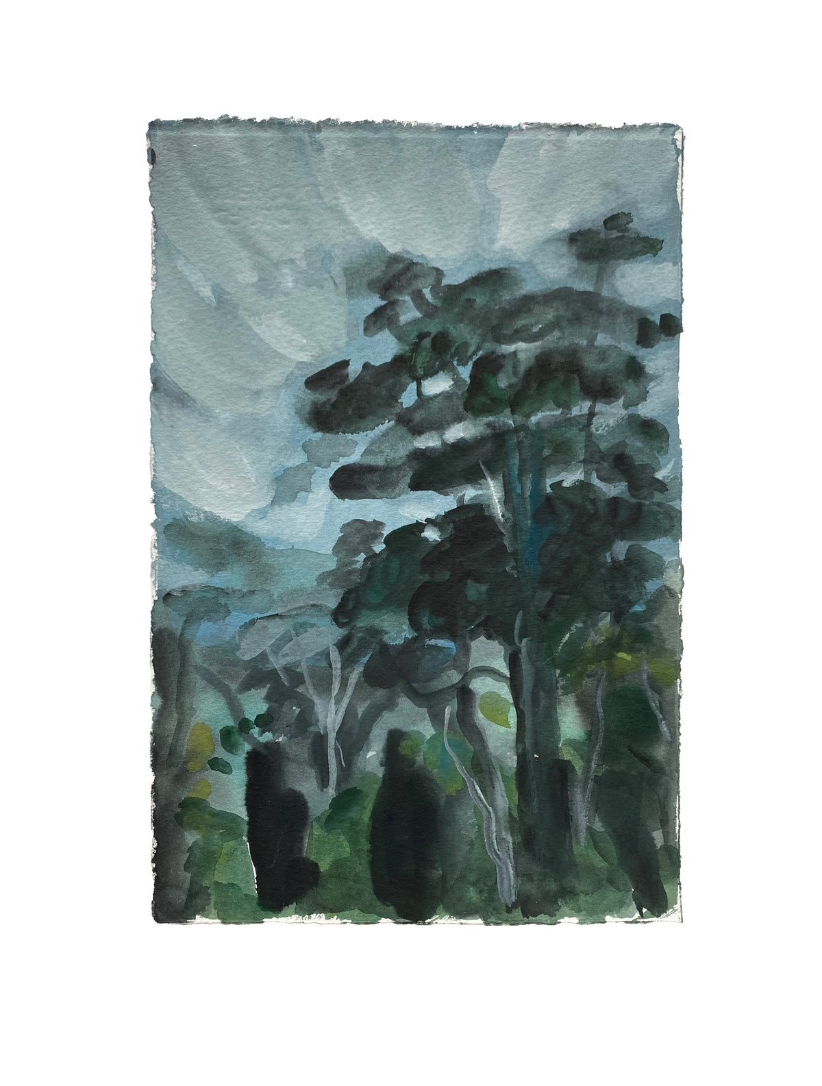Maddie Sewall | Old Eucalypt