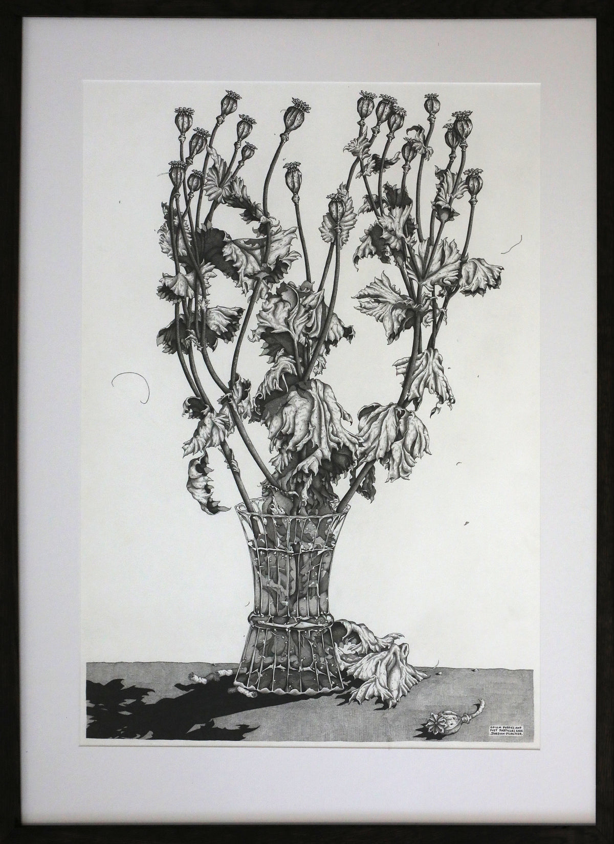Jordan O’Connor | Opium Poppies and Dust Particles