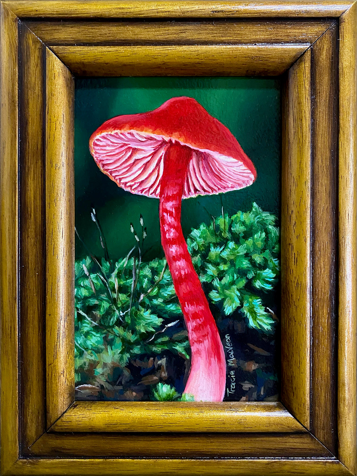 Tracie MacVean | Red Hygrocybe