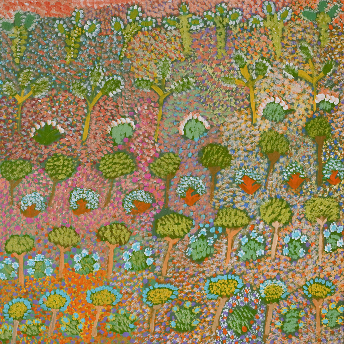 Rosie Kemarre Morton | My Father's Country and Bush Medicine 363-25