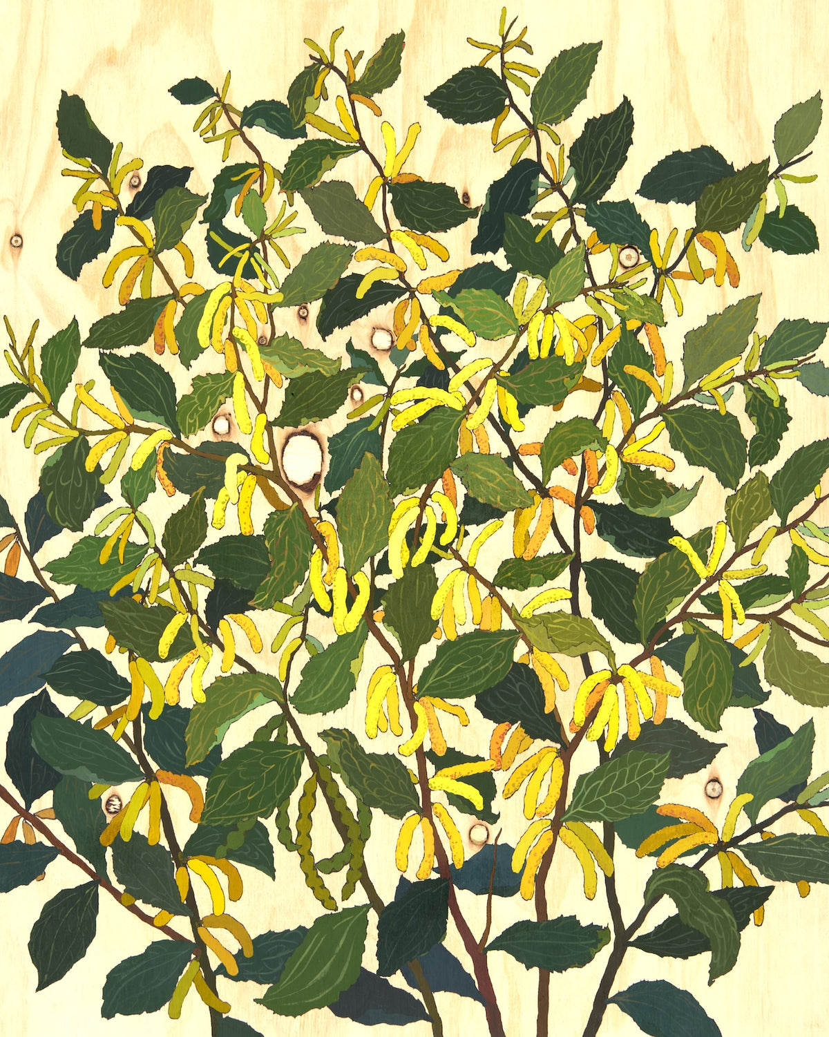 Irina Nazarova | Sandpaper wattle