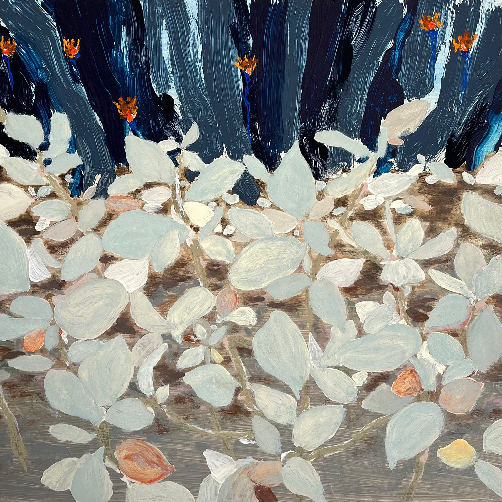 Sam Boyle | Succulents