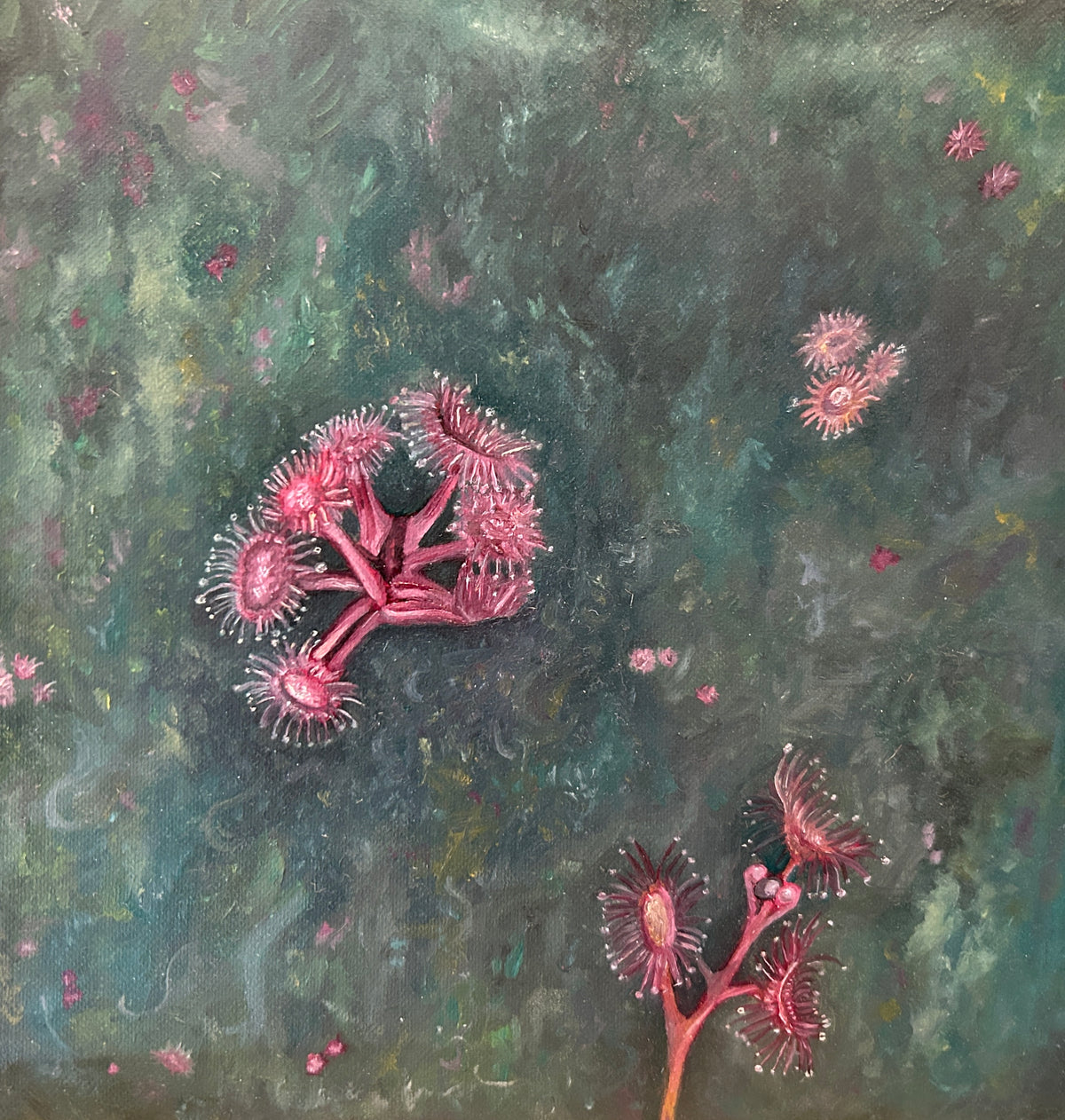 Lana Eileen | Sundew on the Genoa
